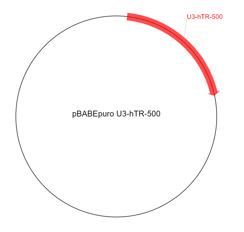 pBABEpuro U3-hTR-500质粒图谱